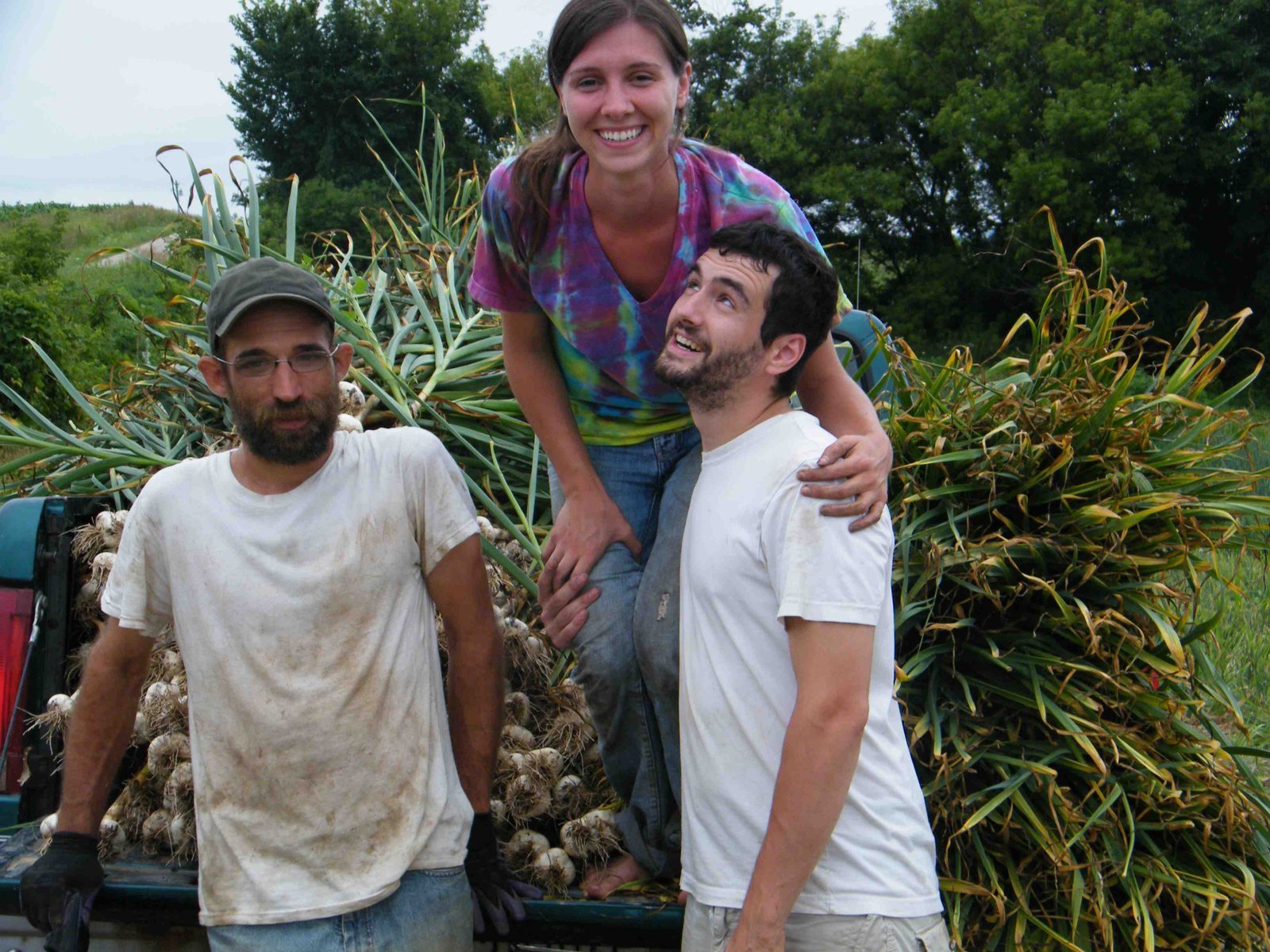 Garlic_harvest2