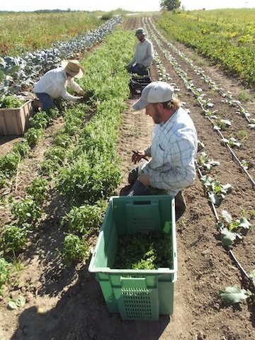 basil_harvest