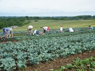 kale_harvest