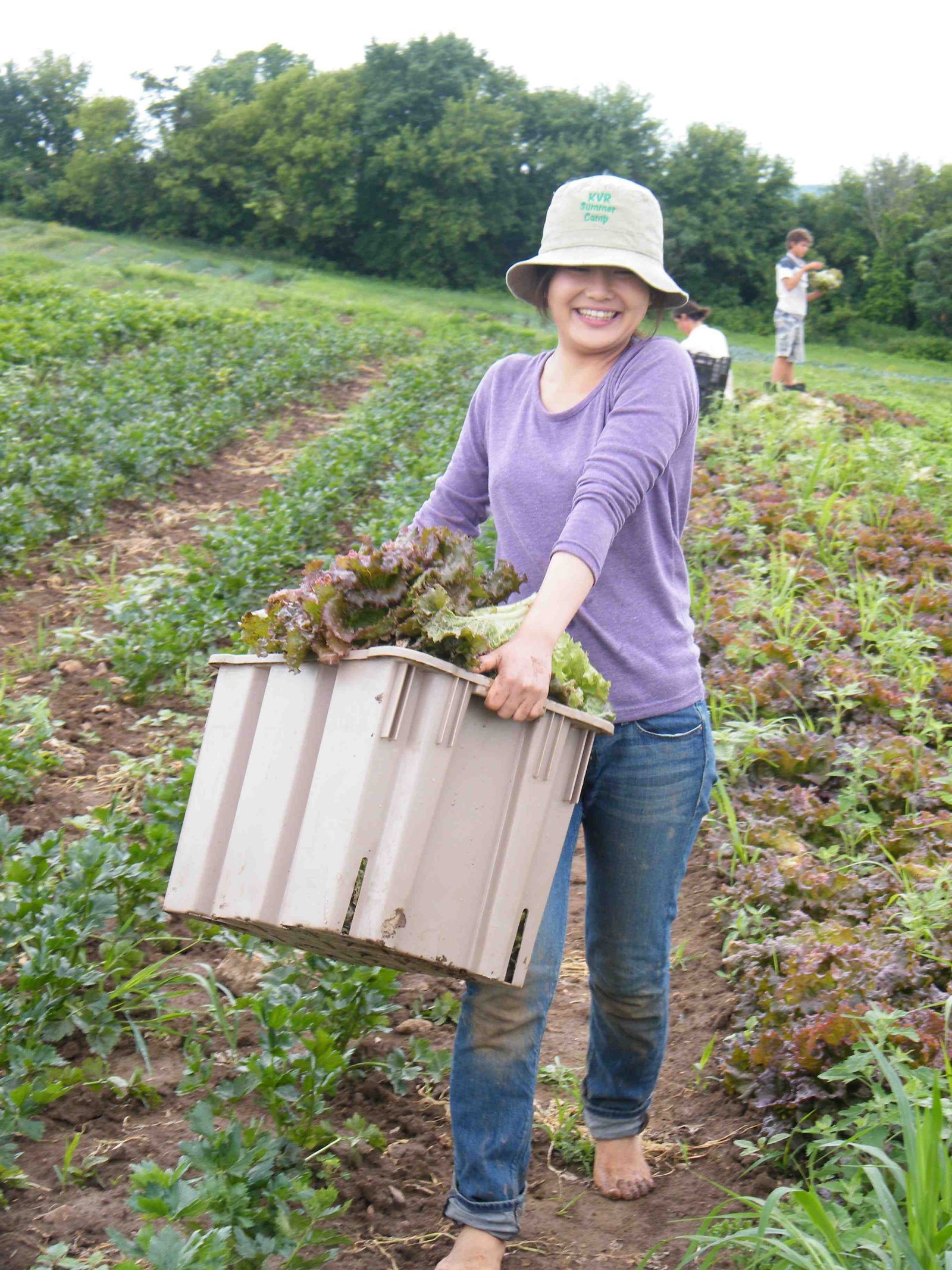 shiori_lettuce_harvest