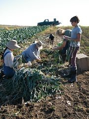 Cleaning_Leeks