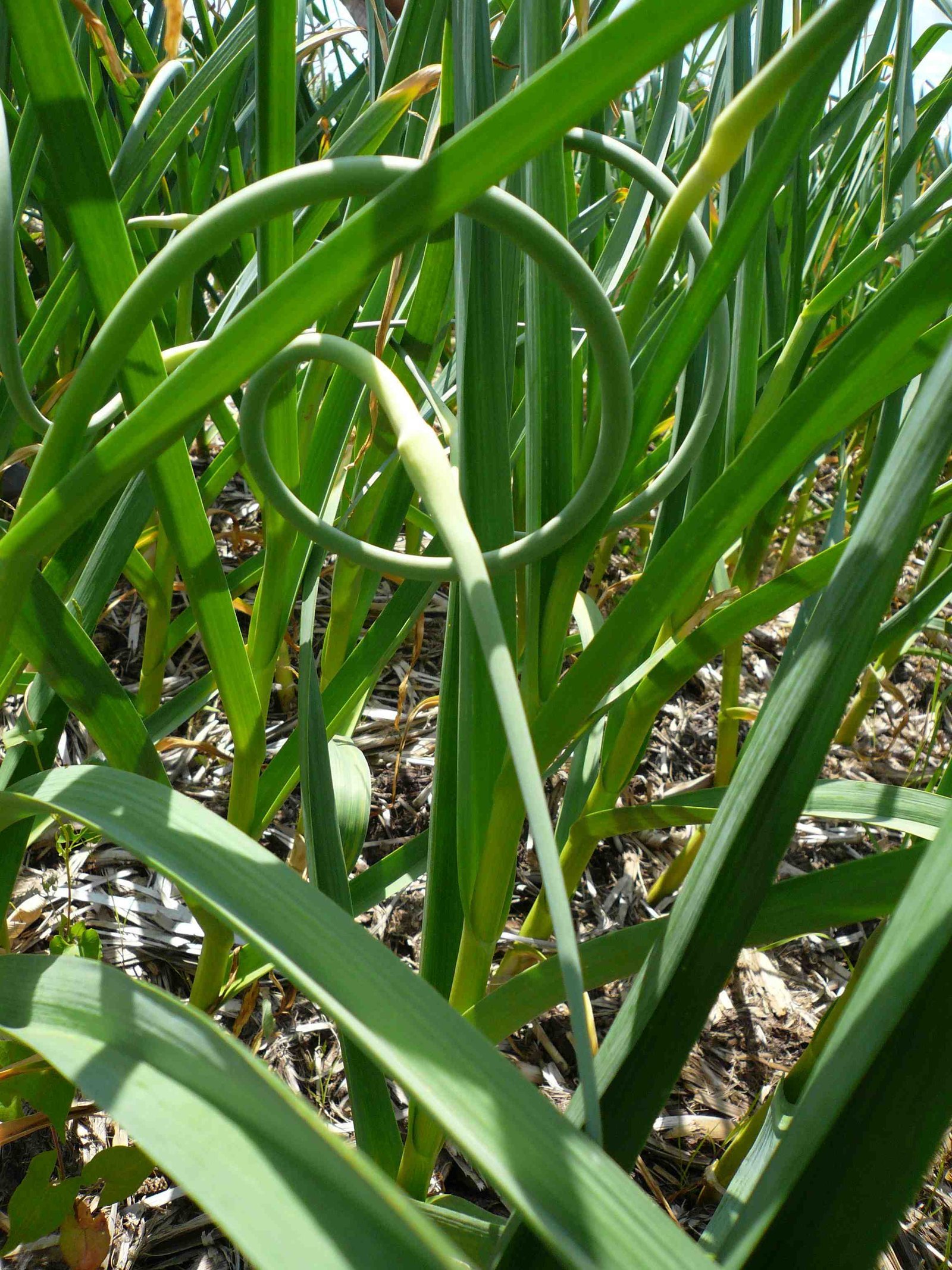 garlic_scapes