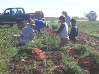 carrot_harvest