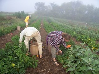 picking_peppers