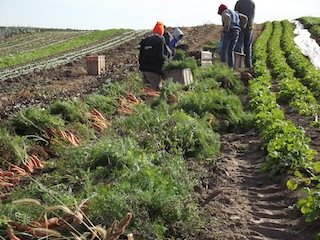 carrot_cleaning