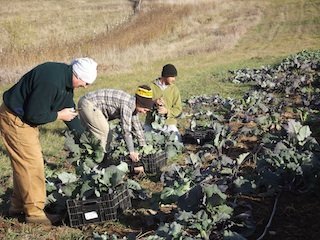 kohlrabi_harvest