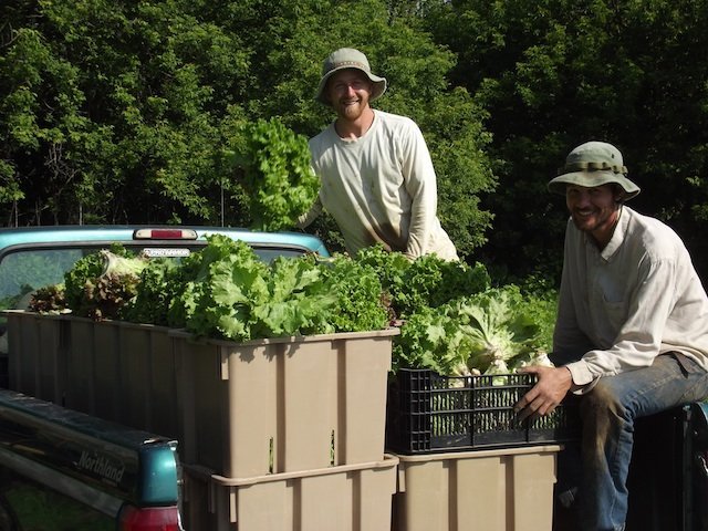 lettuce_harvest