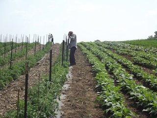 tomato_trellising