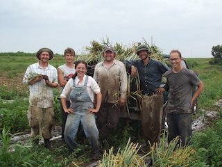 onion_harvest