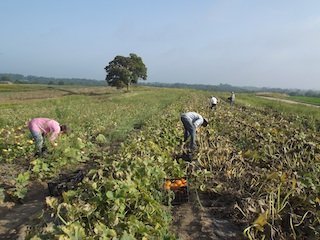 squash_harvest