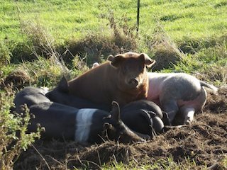 morning_pigs