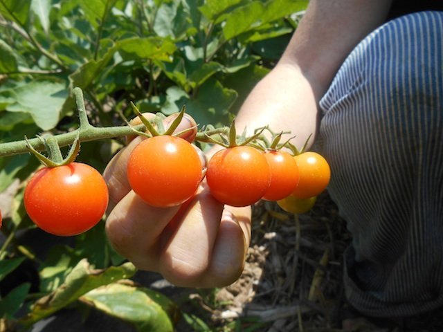 Cherry_Tomatoes