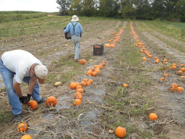 Pumpkin_Pick-Up