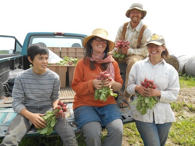 radish_harvest