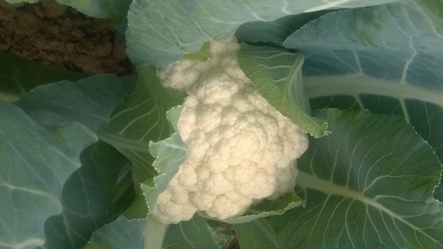 cauli