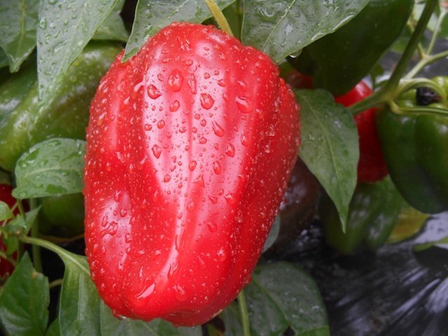 red_pepper