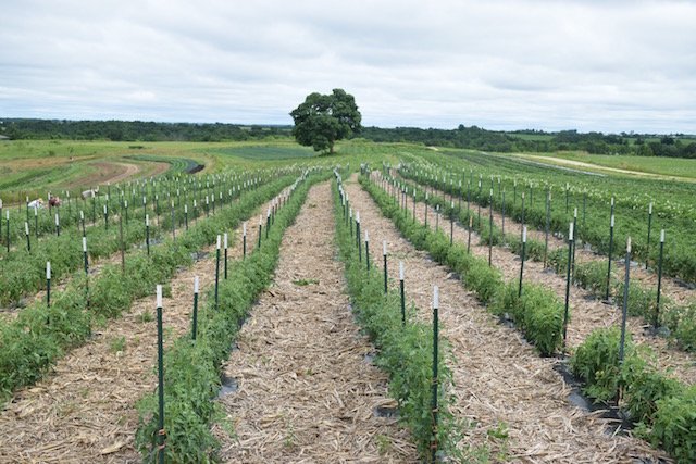 Tomato Rows