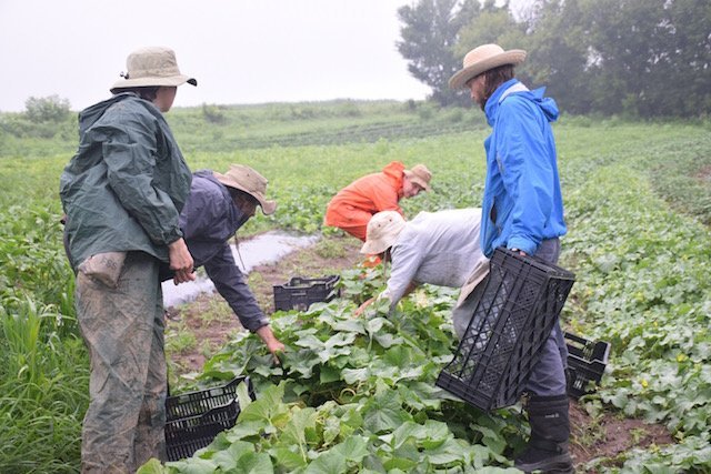 cuke harvest