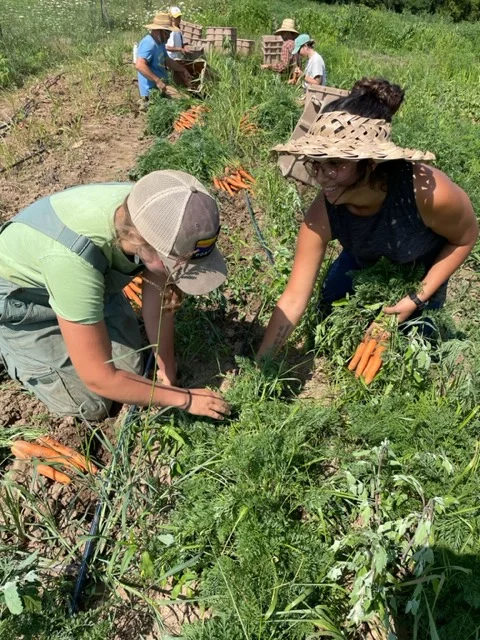 Harvesting Carrots