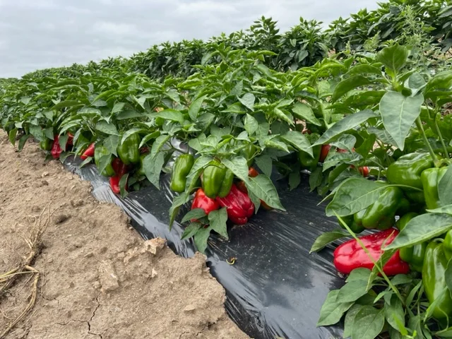 Sweet peppers in the field before harvest.