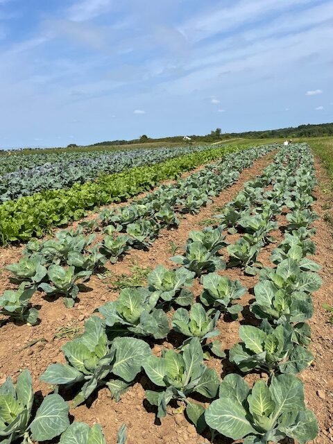 Small Family Farm Field