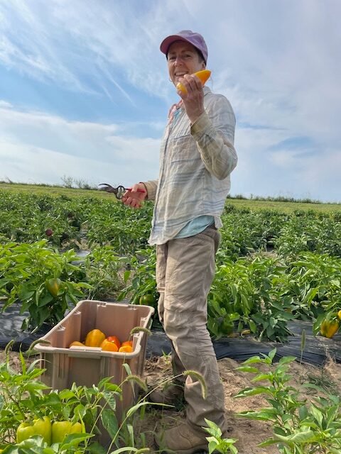 Working hard out in the fields at Small Family Farm