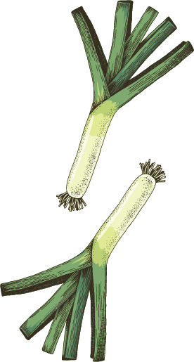 Illustrated Vegetable Leeks 01