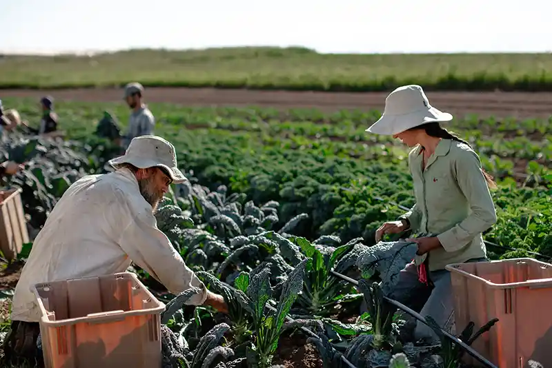 Small Family Farmers Jillian & Adam Varney picking lacinato kale.