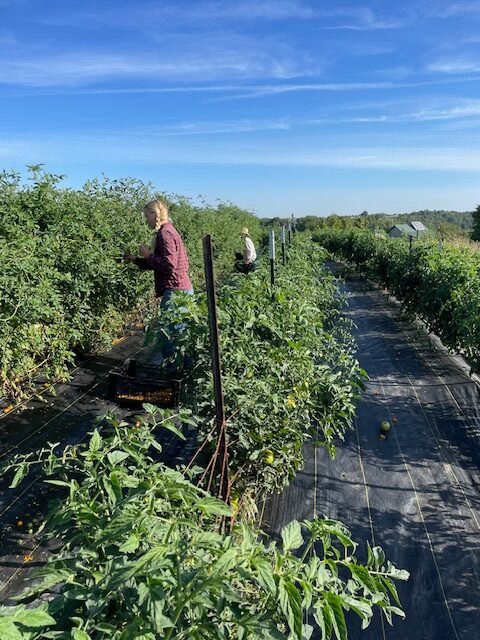 Farm worker in the small family farm tomato field