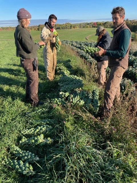 Small Family Crew harvesting Brussels Sprouts