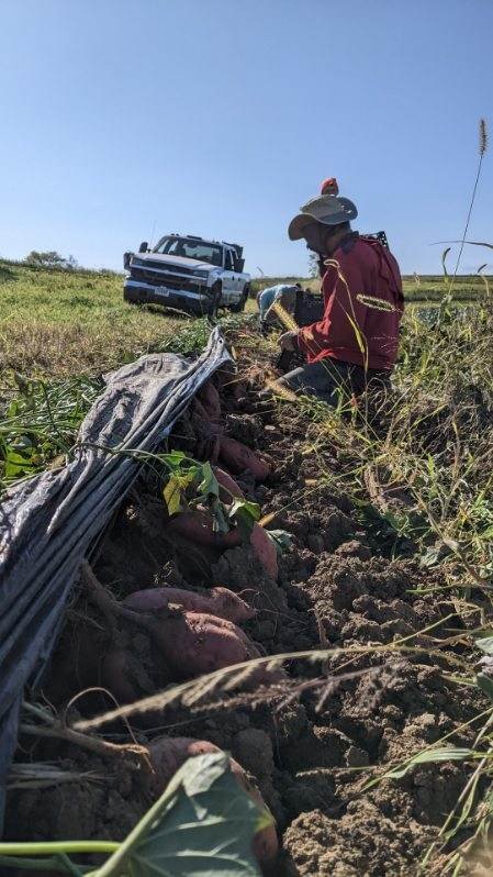 Harvesting sweet potatoes at Small Family Farm.