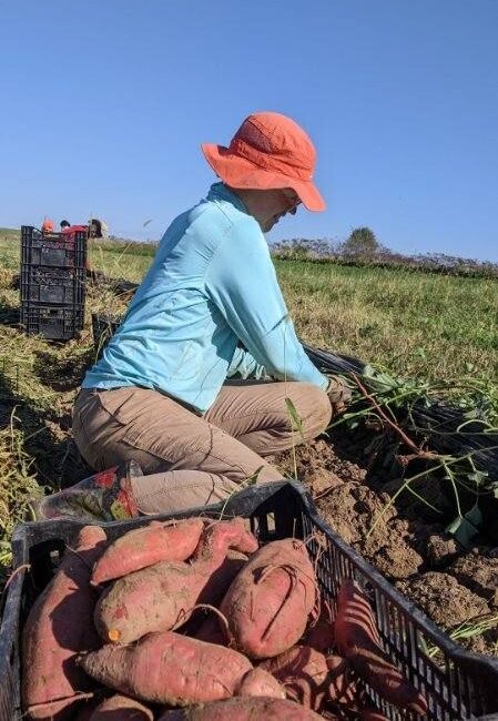 Harvesting sweet potatoes at Small Family Farm.