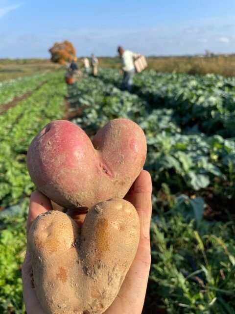 Potatoes in the shape of hearts.