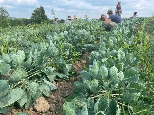 Harveting Brussels Sprouts