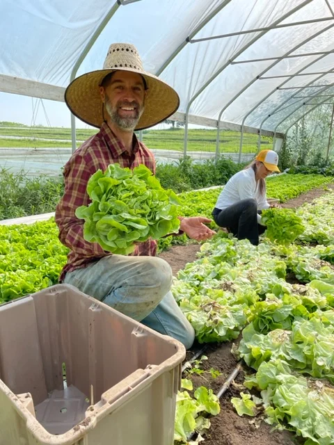 Liam Harvesting Lettuce